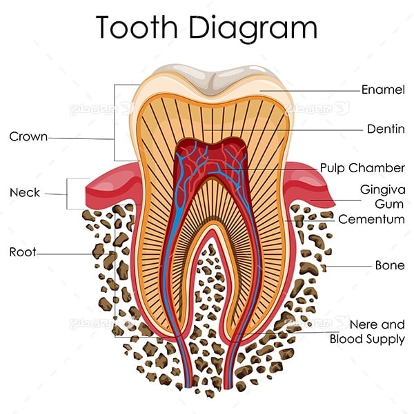 طرح وکتور با موضوع پزشکی - دندان