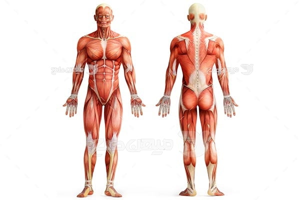 عکس آناتومی ماهیچه بدن انسان