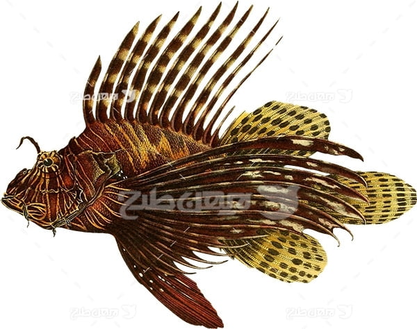 عکس پی ان جی خروس ماهی