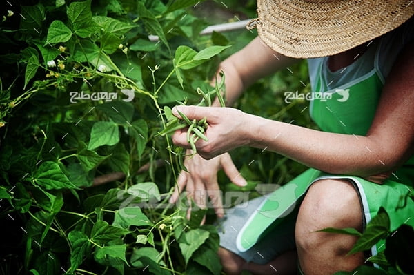 عکس مزرعه کشت چایی