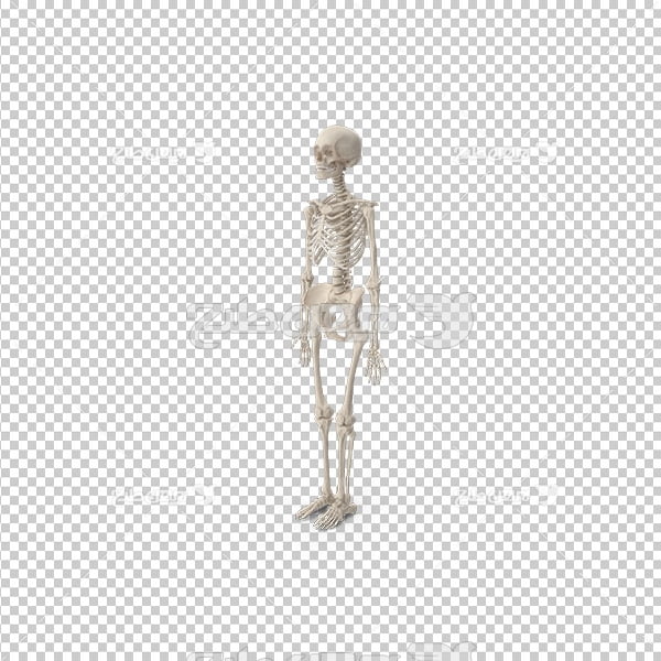تصویر دوربری سه بعدی اسکلت  بدن انسان