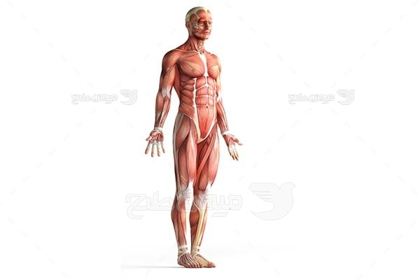 عکس آناتومی ماهیچه بدن انسان