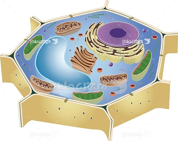 وکتور ساختار سلول