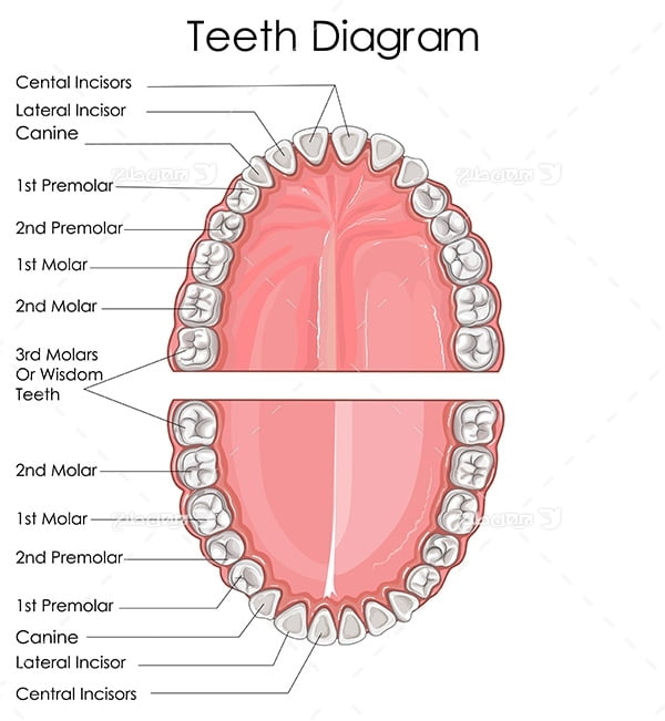 طرح وکتور با موضوع پزشکی - دندان