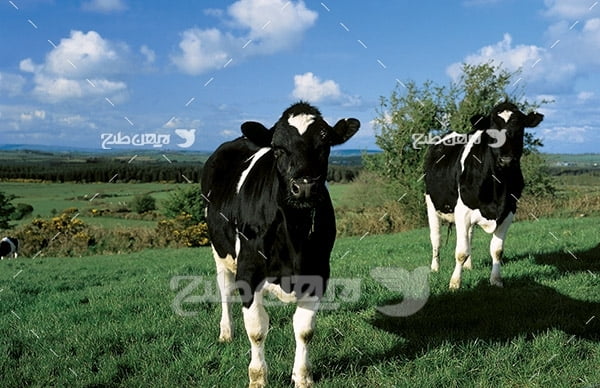 عکس گاو و دامپروری