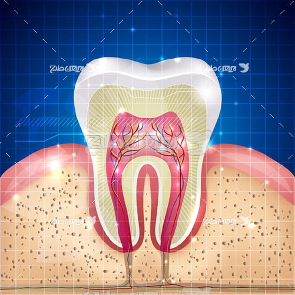 وکتور دندان و ریشه آن