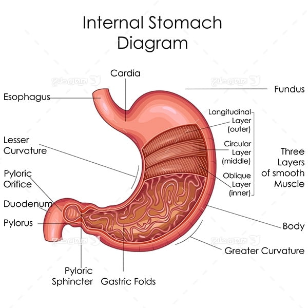 ﻿طرح وکتور با موضوع پزشکی - معده