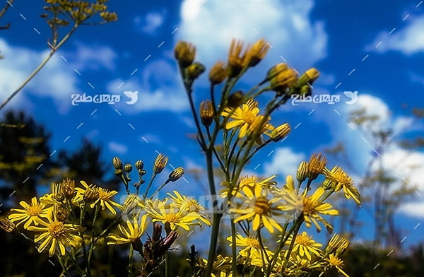 گل های زرد و طبیعت