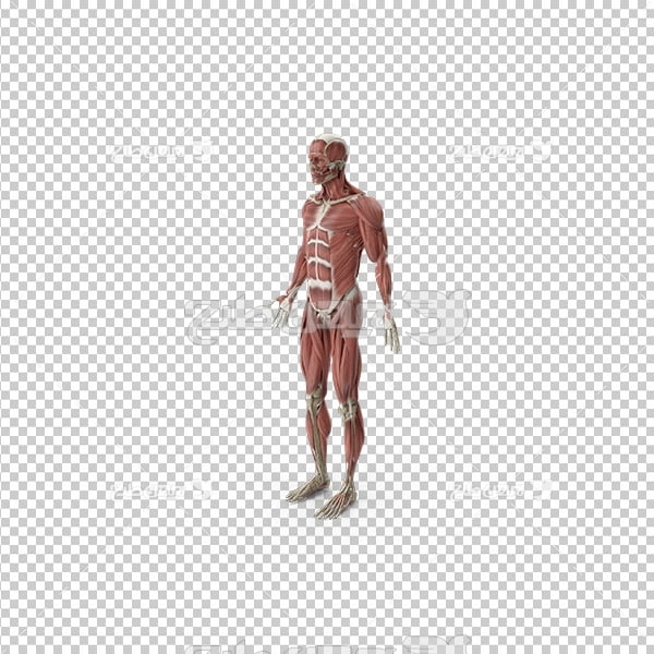 تصویر دوربری سه بعدی اعضای بدن انسان