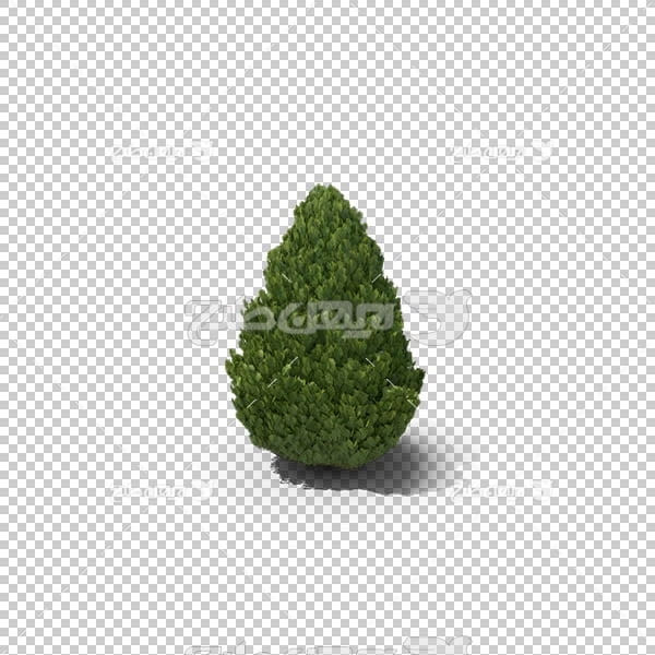 تصویر سه بعدی دوربری درخت سرو