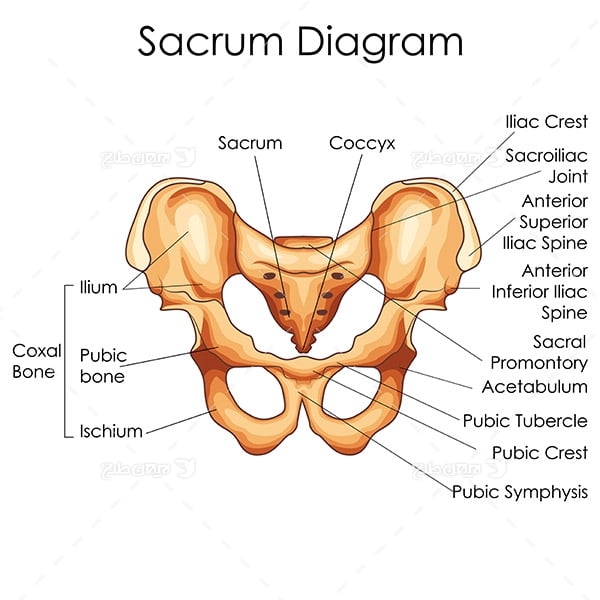 طرح وکتور با موضوع پزشکی -استخوان لگن