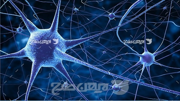 سلول های عصبی