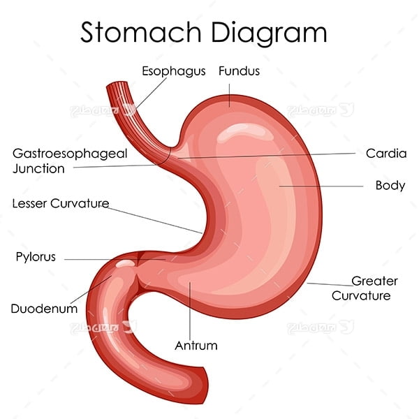 طرح وکتور با موضوع پزشکی - معده