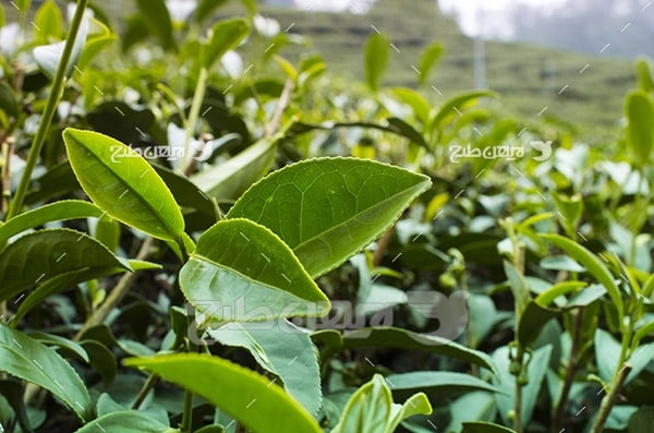 عکس مزرعه کشت چایی