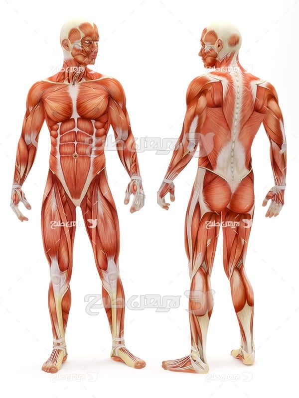 عضلات بدن انسان