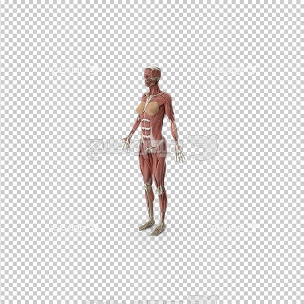 تصویر دوربری سه بعدی بدن انسان
