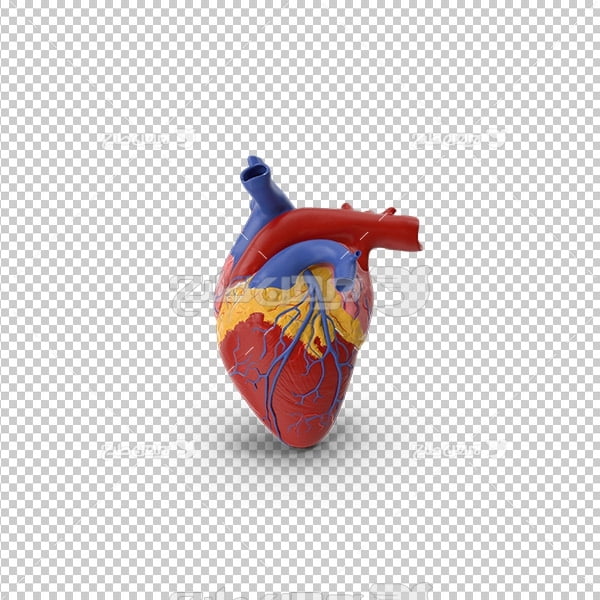 تصویر دوربری سه بعدی پزشکی قلب انسان