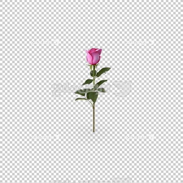 تصویر سه بعدی دوربری شاخه گل رز