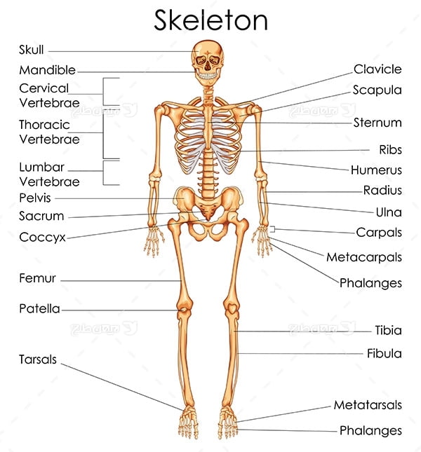 طرح وکتور با موضوع پزشکی - اسکلت بدن انسان