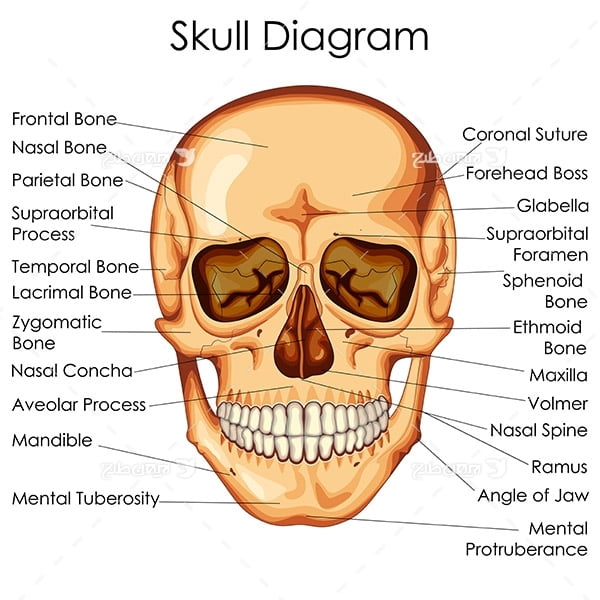 طرح وکتور با موضوع پزشکی - جمجمه سر