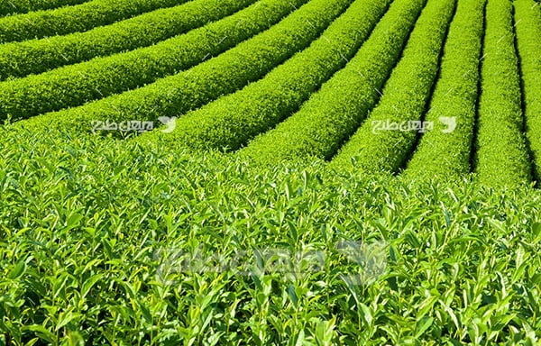 عکس مزرعه کشت چایی