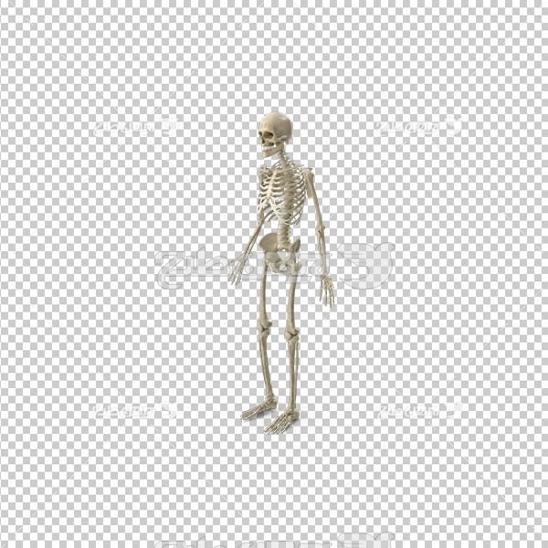تصویر دوربری سه بعدی اسکلت  بدن انسان