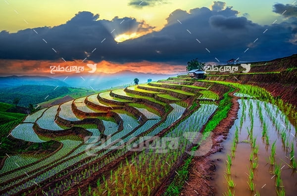 عکس کشاورزی کاشت پله کانی