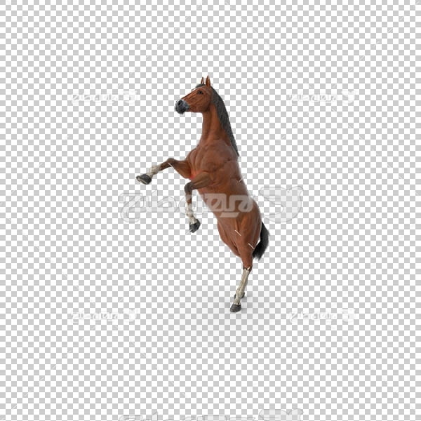 تصویر سه بعدی دوربری اسب