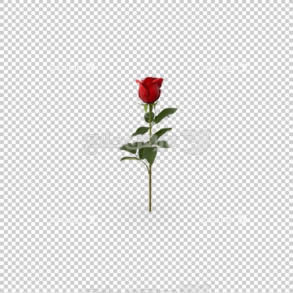 تصویر سه بعدی دوربری شاخه گل قرمز