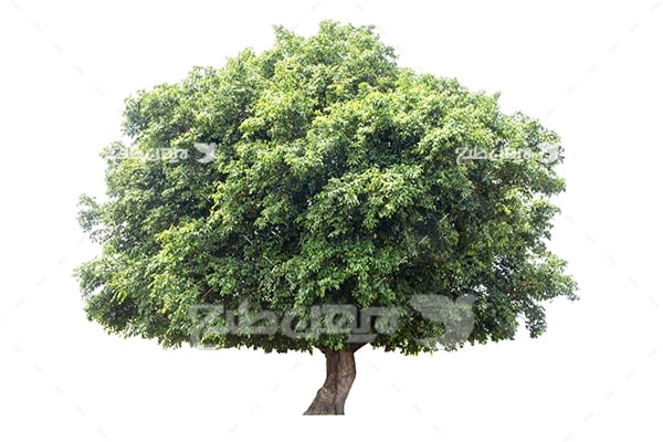 درخت