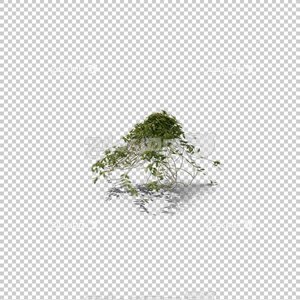تصویر سه بعدی دوربری شاخه درخت