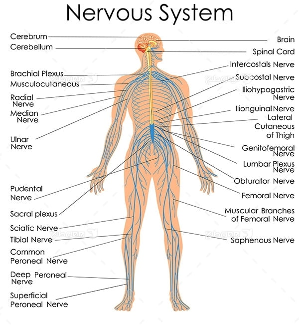 طرح وکتور با موضوع پزشکی - سیستم عصبی