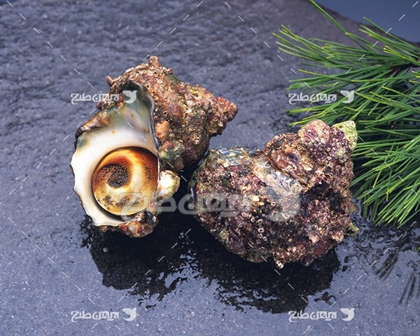 صدف دریایی
