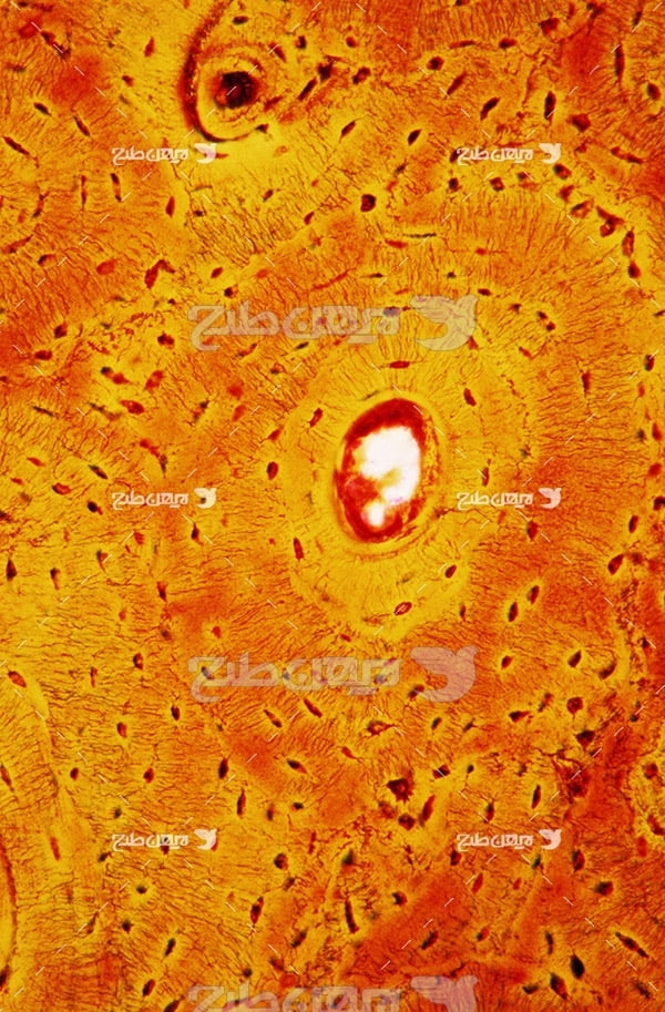 عکس ذرات میکروسکوبی