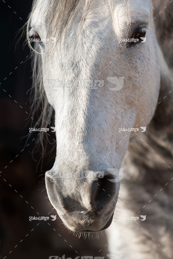 تصویر اسب سفید