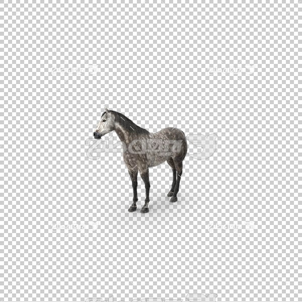 تصویر سه بعدی دوربری اسب