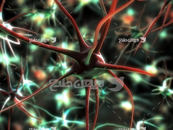 عکس سلول های عصبی