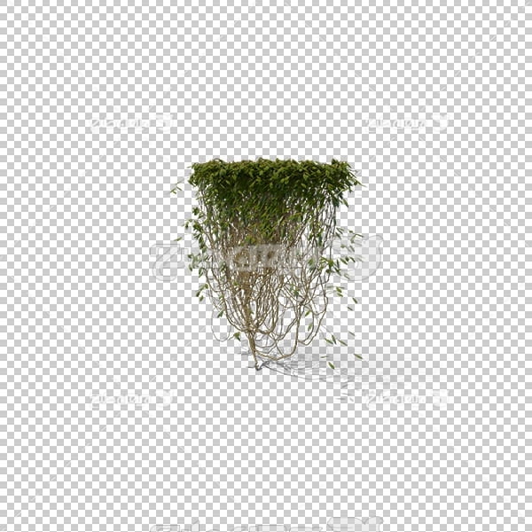 تصویر سه بعدی دوربری شاخه درخت