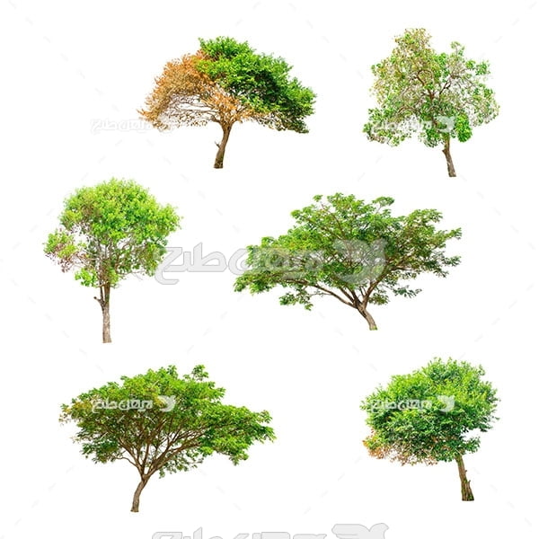 تصویر درخت