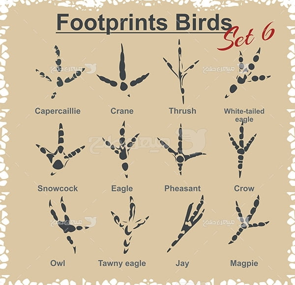 وکتور رد پا پرندگان