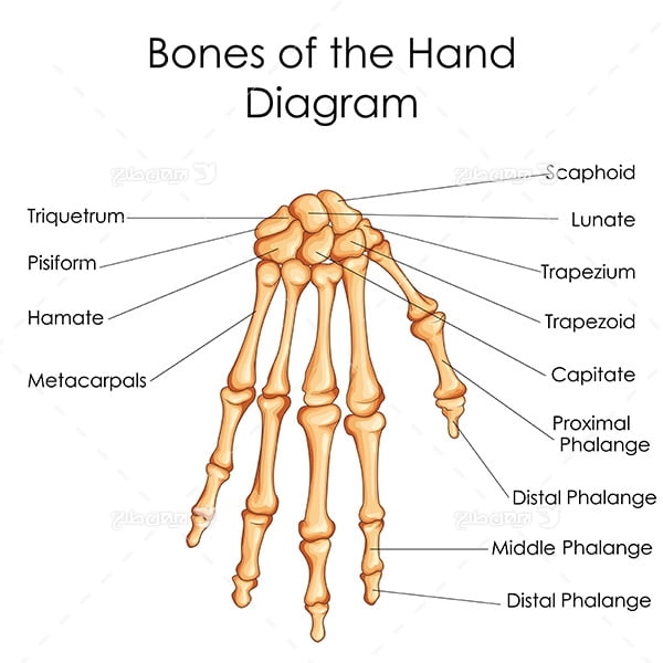 طرح وکتور با موضوع پزشکی - استخوان دست