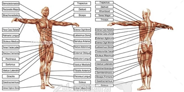 وکتور مشخصات بدن انسان