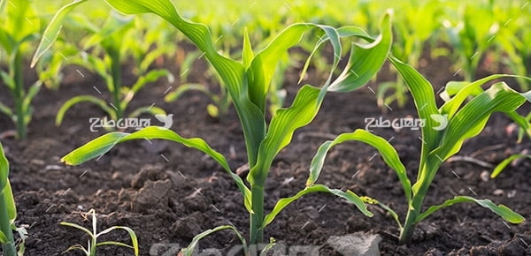 عکس کشاورزی و رشد گیاهان و خاک