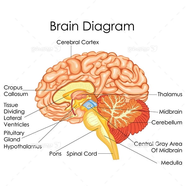 طرح وکتور با موضوع پزشکی - مغز