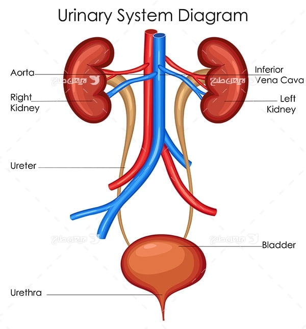 location of kidney in human body images