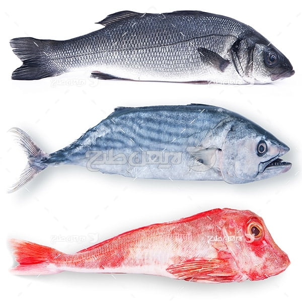 عکس ماهی،گوشت ماهی, ماهی ها