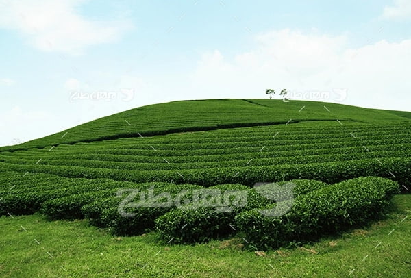 عکس مزرعه کشت چایی