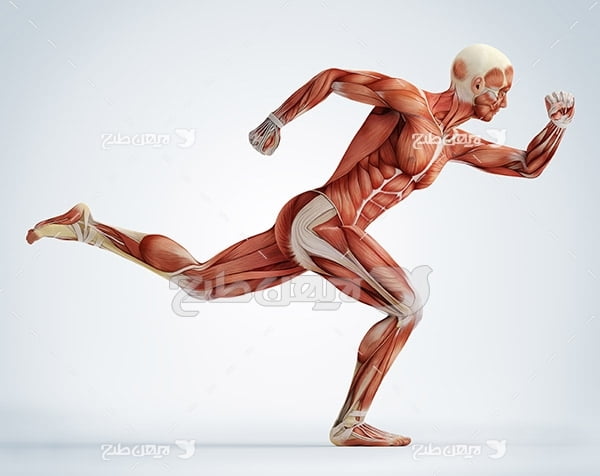 عضلات بدن در حالت دویدن