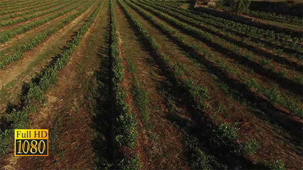 فیلم خام محصولات کشاورزی