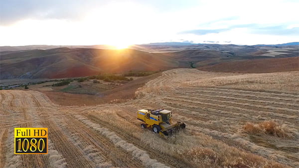 فیلم هوایی برداشت محصولات کشاورزی